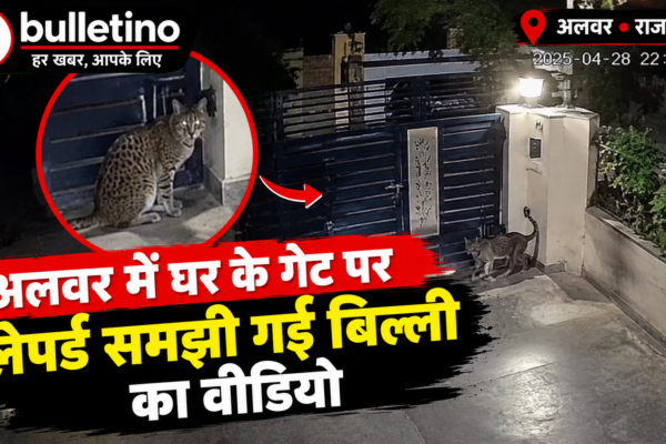 अलवर में घर के गेट पर लेपर्ड समझी गई बिल्ली का वीडियो