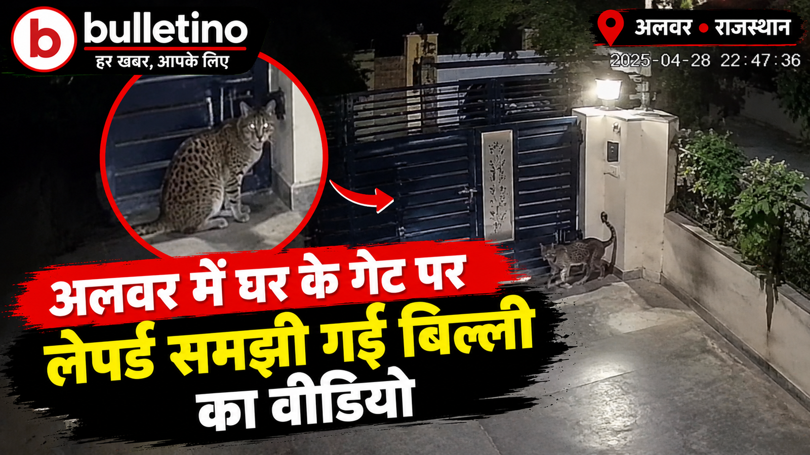 अलवर में घर के गेट पर लेपर्ड समझी गई बिल्ली का वीडियो